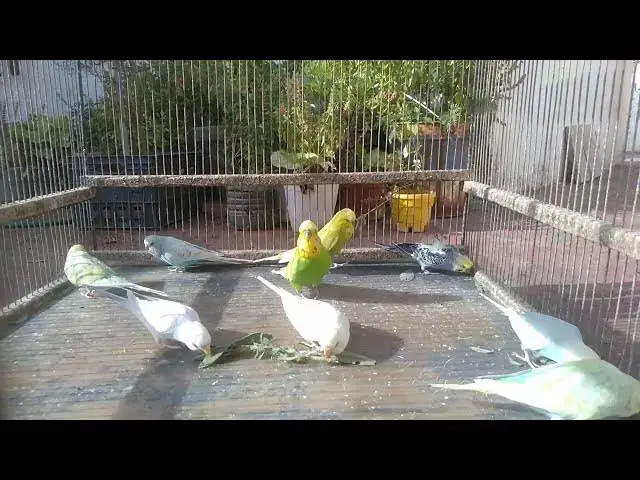 'Video thumbnail for 🐥 5 Ways to Keep Your Budgie Emotionally Fulfilled 💖🎶'