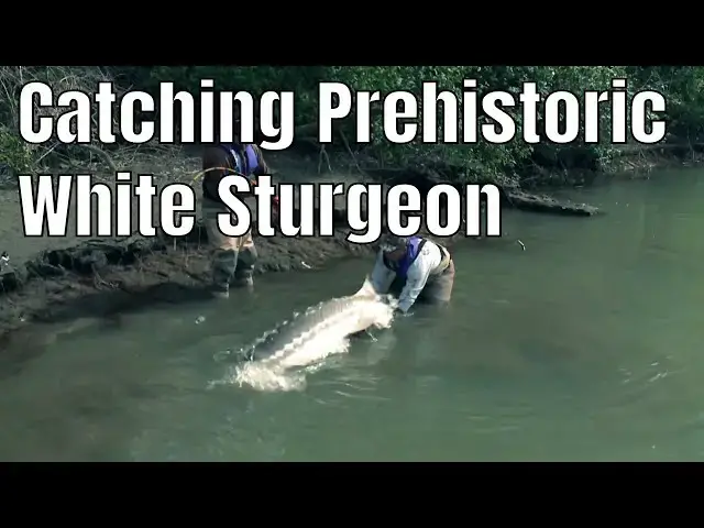'Video thumbnail for Catching Prehistoric White Sturgeon | Fish'n Canada'