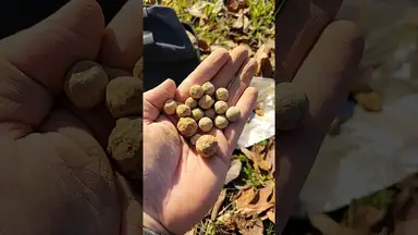 'Video thumbnail for I Sure Do Have a Lot of Balls For Doing This!'