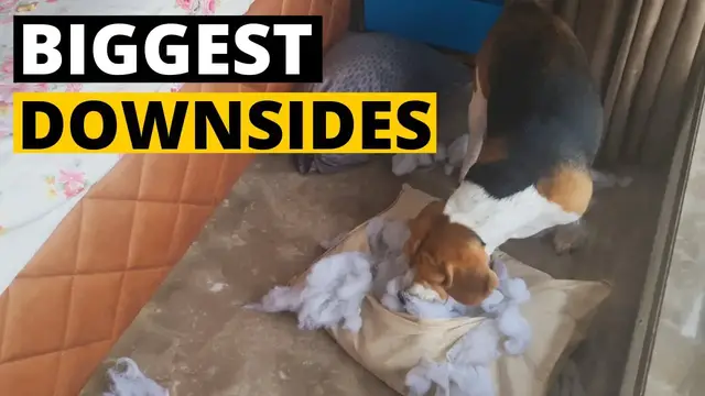 'Video thumbnail for 9 Problems of Owning a Beagle!'