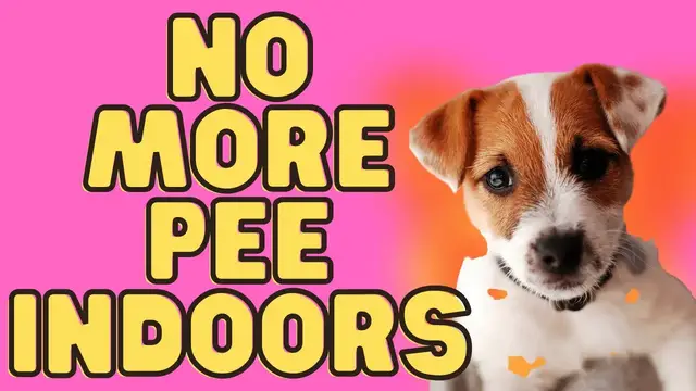 'Video thumbnail for How To Get Your Jack Russell Terrier To Stop Peeing Inside (My Top 9 Tips)'