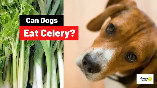 'Video thumbnail for Can Dogs Eat Celery? Everything You Should Know.'