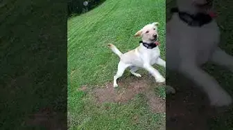 'Video thumbnail for Rocky Learned a New Trick #Shorts'