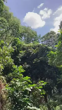 'Video thumbnail for Kibiko Forest Trail Hike'