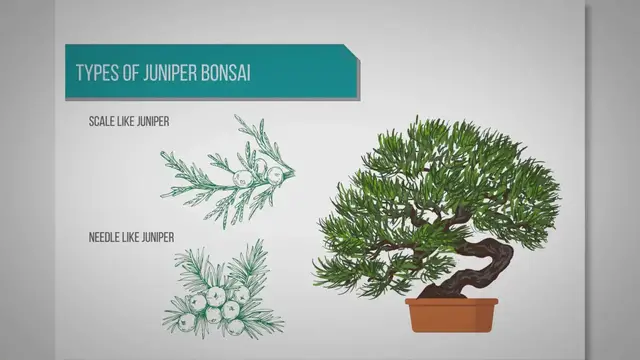 'Video thumbnail for Types of juniper bonsai'