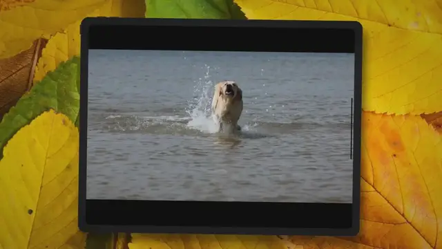 'Video thumbnail for How Long Should a Golden Retriever Be Walked? (Explained!)'