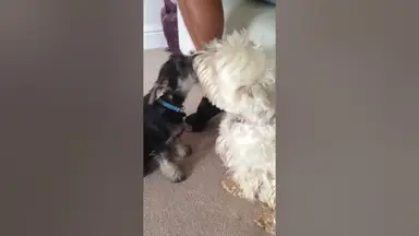 'Video thumbnail for Cute puppy video'