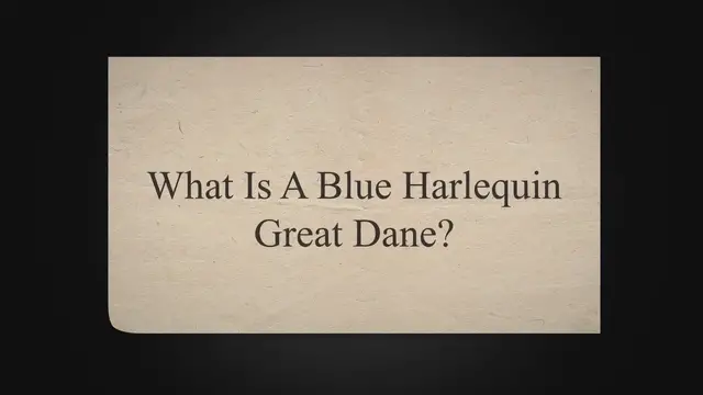 'Video thumbnail for Blue Harlequin Great Dane: Everything You Need To Know'