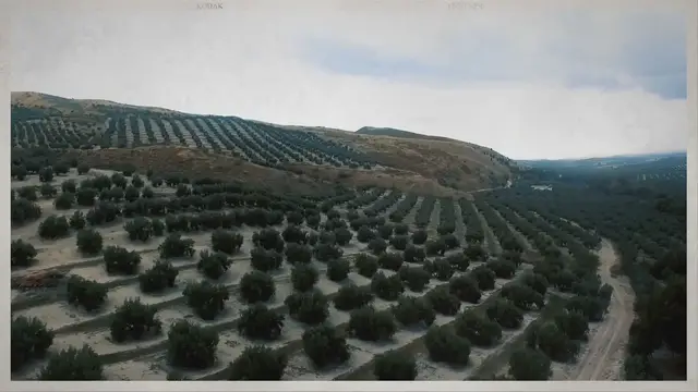 'Video thumbnail for Top 10 Types of Olives'
