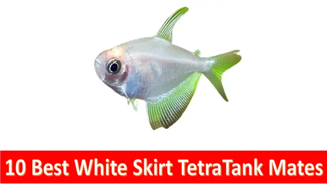 'Video thumbnail for Some best tankmates for white skirt tetra for freshwater aquarium'