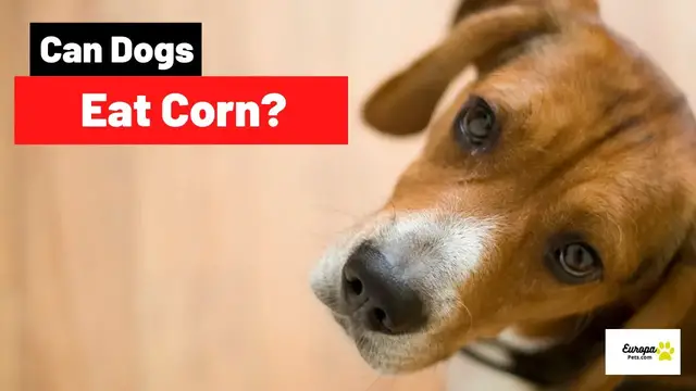 'Video thumbnail for Can Dogs Eat Corn? All You Should Know'