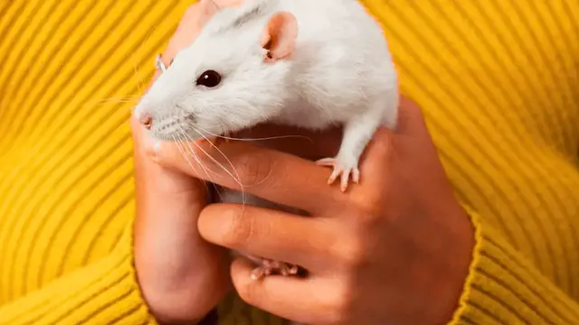 'Video thumbnail for Do Rats Like to Be Held? What You Need to Know!'