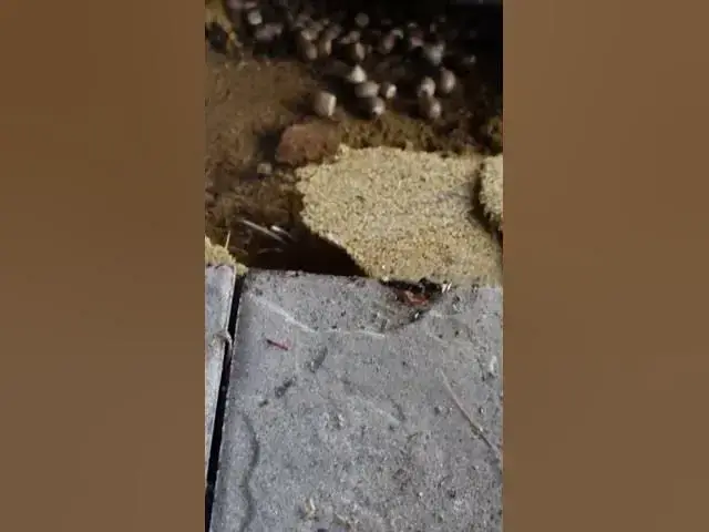 'Video thumbnail for Fix Uneven Pavers'