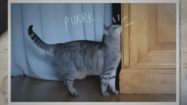 'Video thumbnail for Cat Behavior: Common Behavior Patterns of Your Lovely Pet'