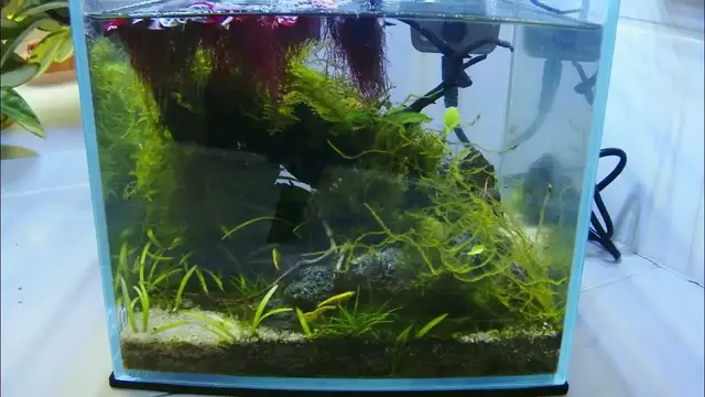 'Video thumbnail for Yellow Shrimp Timelapse'