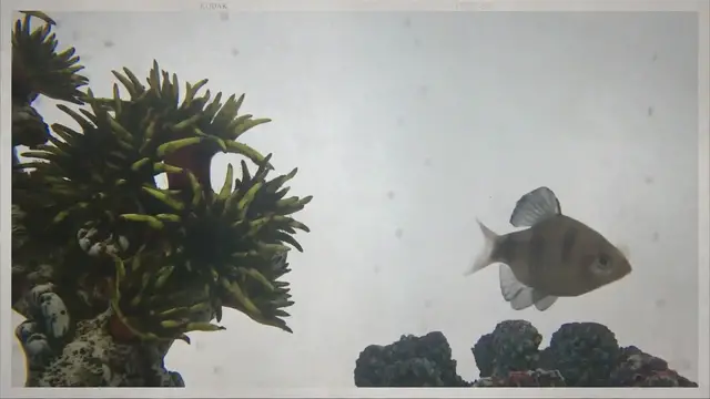 'Video thumbnail for How To Kill Staghorn Algae'