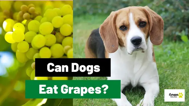 'Video thumbnail for Can Dogs Eat Grapes? | Dog Food Tips'