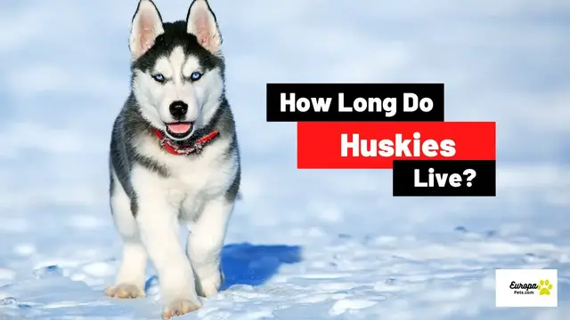 'Video thumbnail for How Long Do Huskies Live? Husky Lifespan'