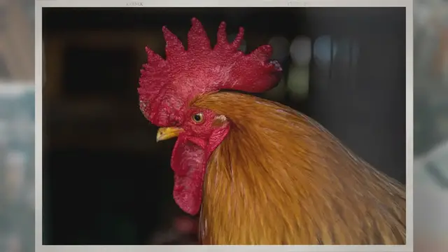 'Video thumbnail for What Is A Chicken Comb? 10 Types Of Comb You Should Know About'