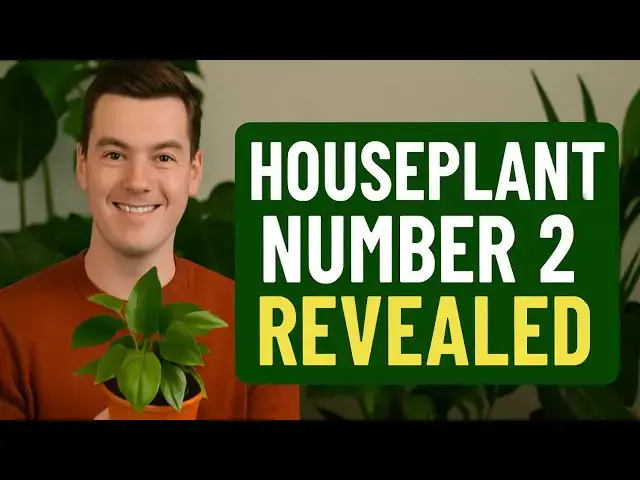 'Video thumbnail for 🪴 Houseplant Number 2 Revealed | Another Beauty for the Indoor Jungle!'