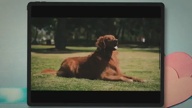 'Video thumbnail for Goldendoodle vs. Golden Retriever (Which Dog is Better?)'