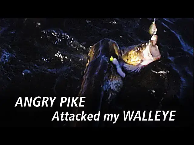 'Video thumbnail for Angry Pike Attacks Walleye | Fish'n Canada Extra'