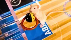 'Video thumbnail for Fun Games to Play With Your Pet Rats That They'll Love!'