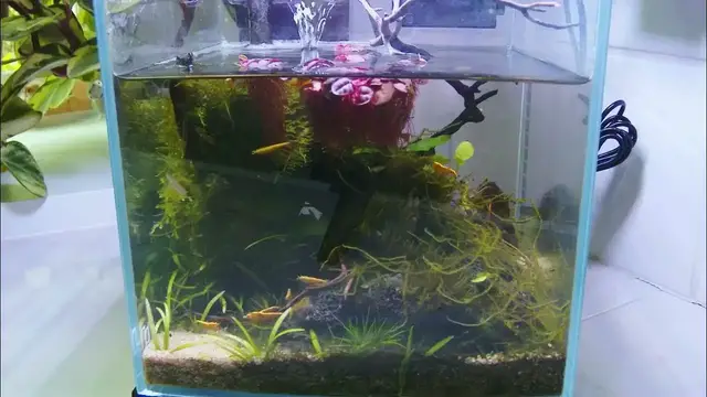 'Video thumbnail for Shrimp Feeding Time'