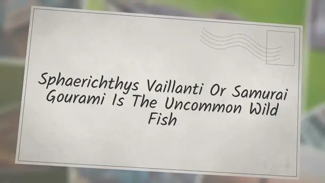 'Video thumbnail for Sphaerichthys Vaillanti Or Samurai Gourami Is The Uncommon Wild Fish'