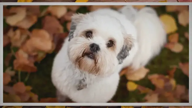 'Video thumbnail for Fun Facts About the Lhasa Apso'