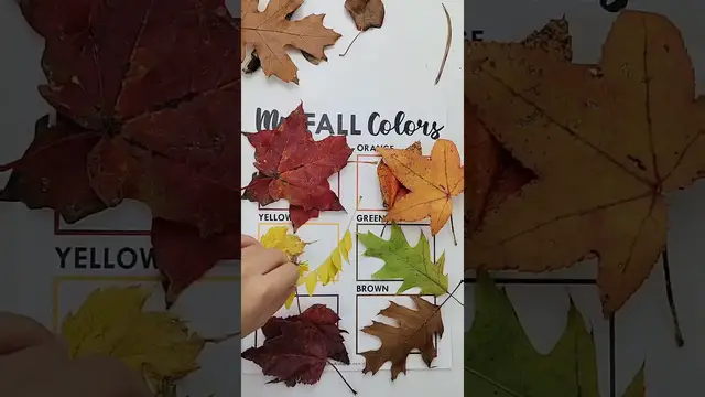 'Video thumbnail for Fall Color Sorting Activity for Toddlers #montessori #kids #preschool #kidsactivities #homeschooling'