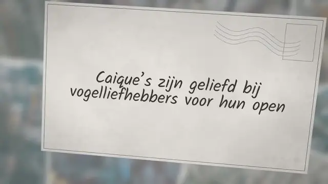 'Video thumbnail for Zwartkop caique, de clown onder de papegaaien'