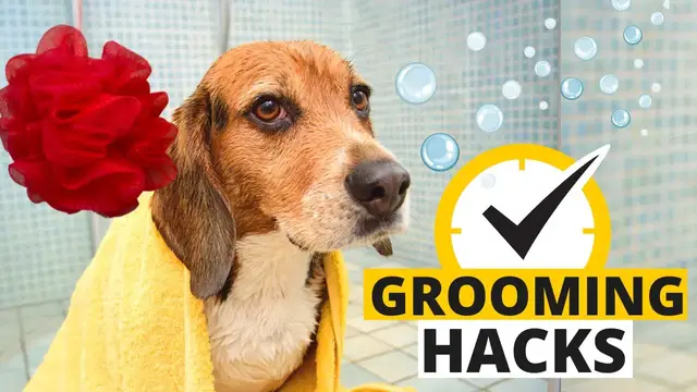 'Video thumbnail for 7 Beagle Grooming Hacks That Save Time and Money'