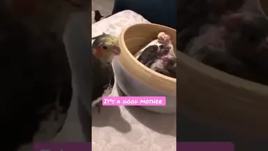 'Video thumbnail for Fomale cockatiel parrot manipulate her young'