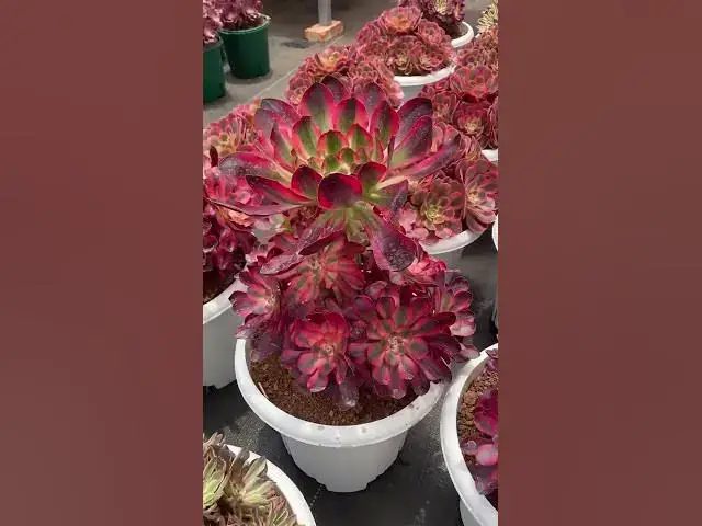 'Video thumbnail for Succulents That Look Just Like Flowers | Stunning Bloom Like Succulents to Grow'