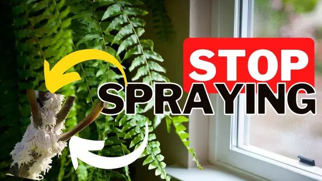'Video thumbnail for Mealybugs: The Complete Guide To Killing Mealybugs Using Science. 🧪'