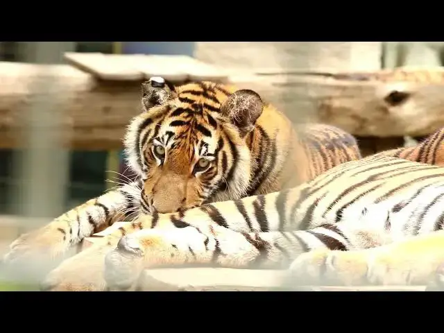 'Video thumbnail for How the Rise of Agriculture Affects Tiger Habitats?'