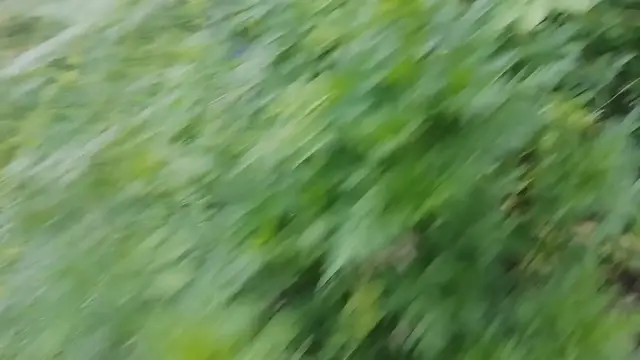 'Video thumbnail for Orange Flower Wall'