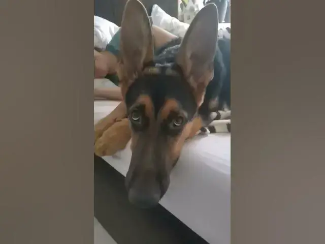 'Video thumbnail for #dog #gsd #gsdpuppy #baloocreate #germanshepherd #happy #happydog #love#4u'