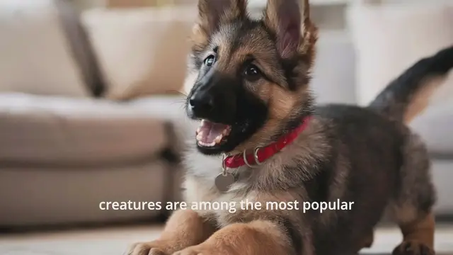 'Video thumbnail for The Ultimate Guide to Raising a Joyful German Shepherd Puppy'