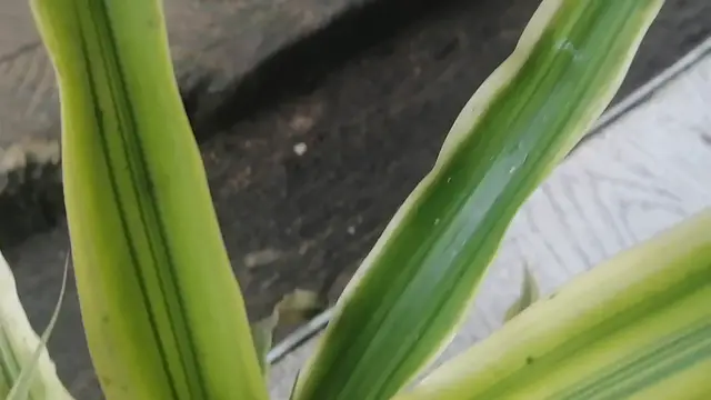 'Video thumbnail for Trini bromeliads'