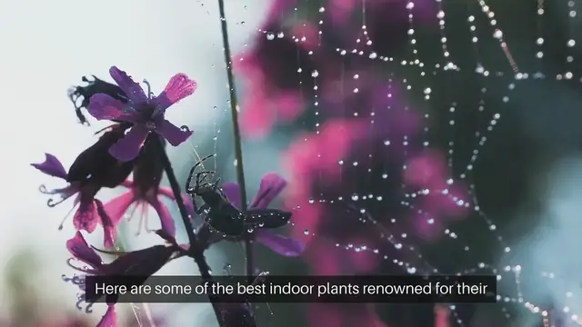 'Video thumbnail for Best Indoor Plants for Air Purification'