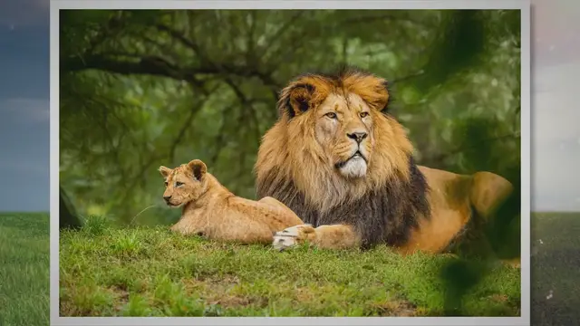 'Video thumbnail for Unveiling the Hidden World of Feral Cats: The Intriguing Journey of Kittens'