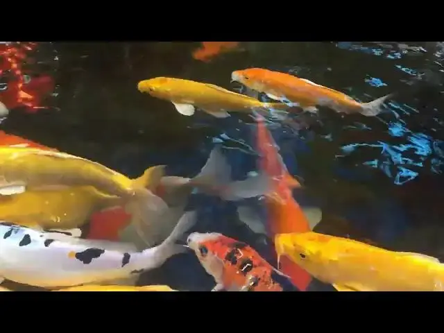 'Video thumbnail for Koi Fish Feeding: Debunking the Myth of No Supplemental Food'