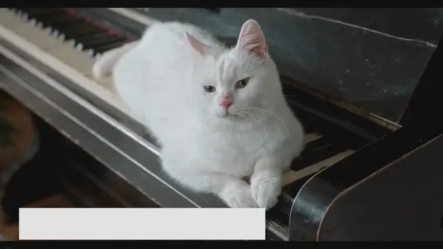 'Video thumbnail for Cream Point Ragdolls: Where Elegance Meets Charm!'