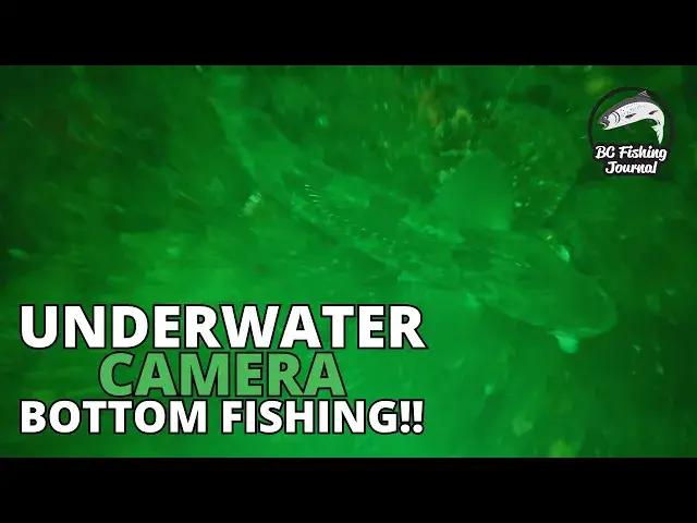 'Video thumbnail for Ocean UNDERWATER Camera!! Lingcod, Salmon, Greenling & Rockfish!'