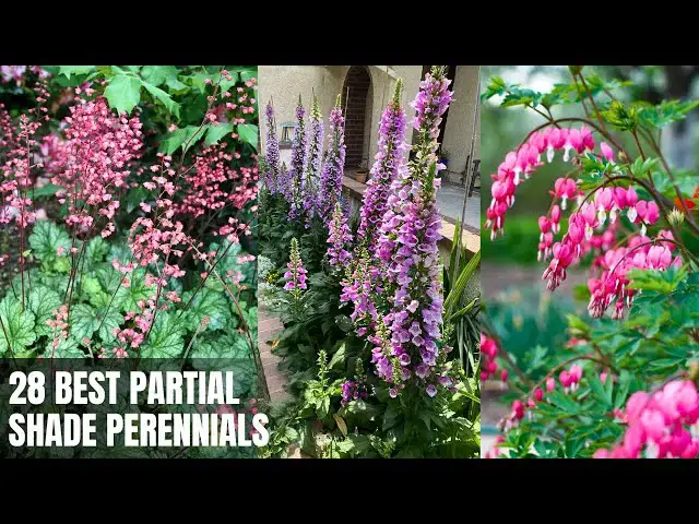 'Video thumbnail for 28 Best Partial Shade Perennials'