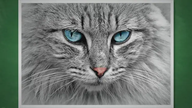 'Video thumbnail for Decoding Feline Faces: A Guide to Determining Cat Gender'