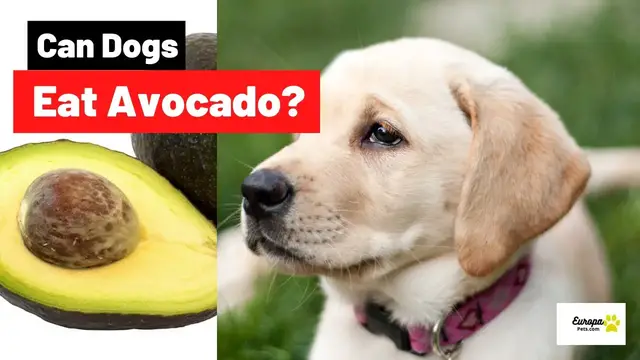'Video thumbnail for Can Dogs Eat Avocado? Benefits and Risks'