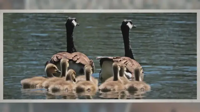'Video thumbnail for Do Geese Swim? Are They Any Good at it?'